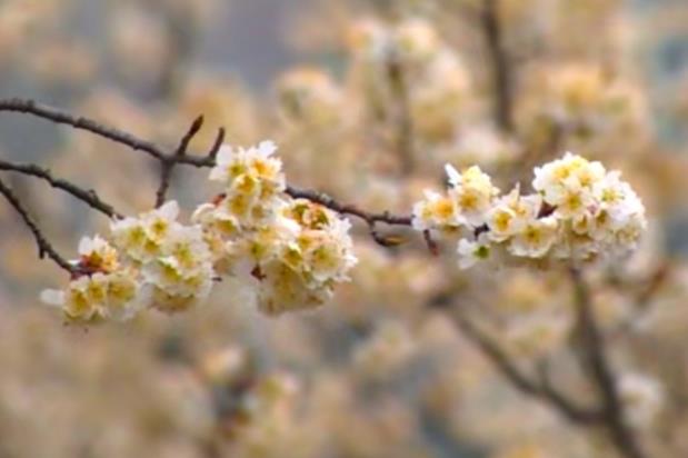 湖北樱花迎春开